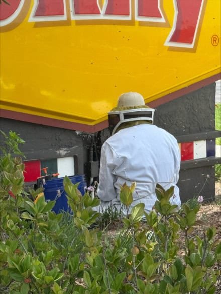 Beekeeper in white protective suit and helmet with mesh veil sitting on ground working near a bee colony at the base of a large yellow commercial sign, with buckets and landscaping visible