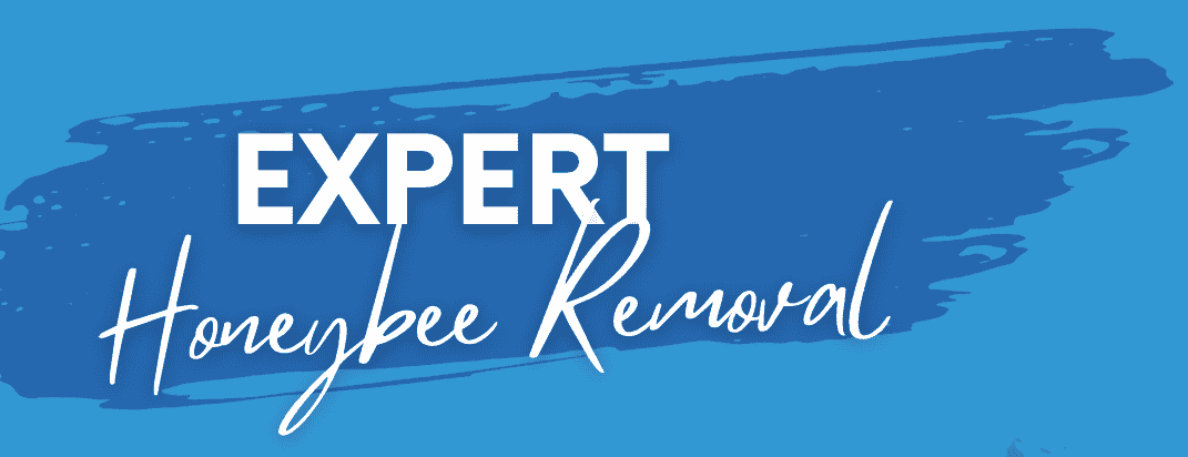 Expert Honey Bee header picture for Keller Services