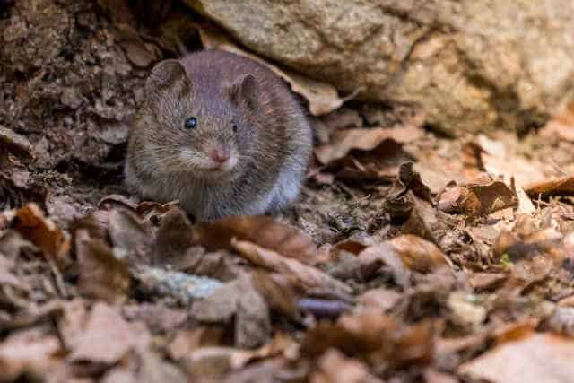 A small brown mouse is sitting on the ground.