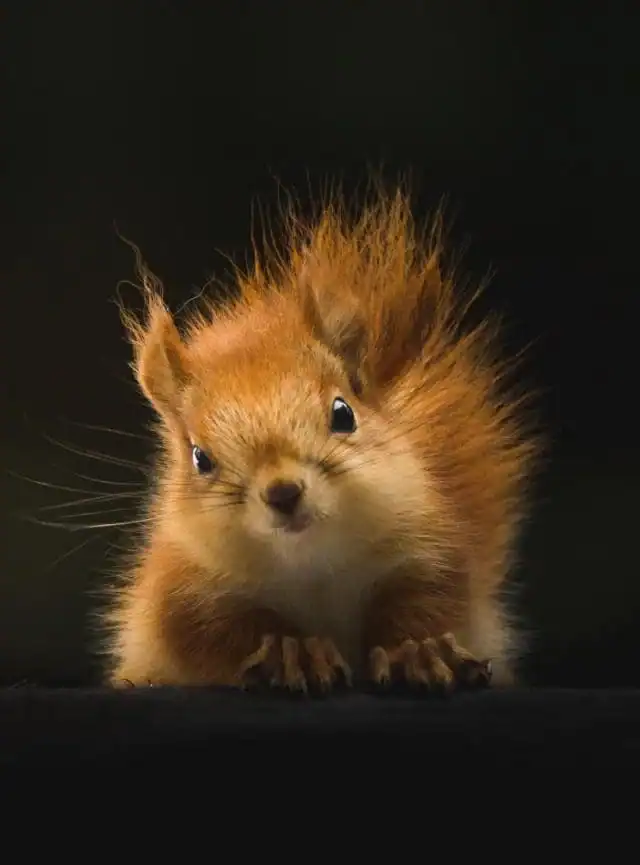 Brown Squirrel
