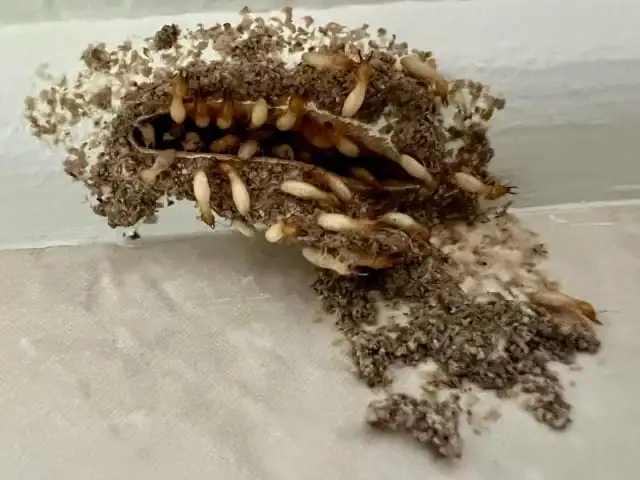 Termite Nest Picture