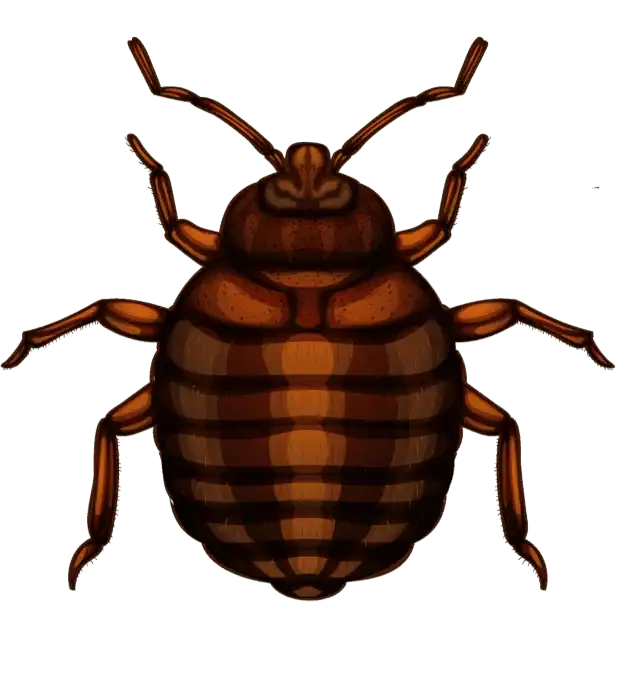 Bed Bug image