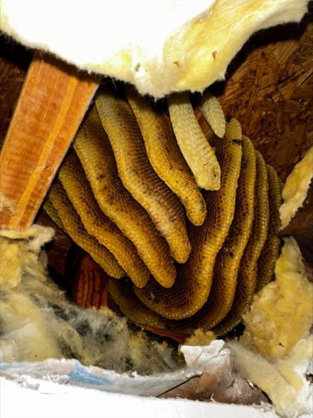 Large natural beehive with layered golden-brown honeycomb structures built between wooden beams in an attic or wall cavity, surrounded by yellow and white insulation materials