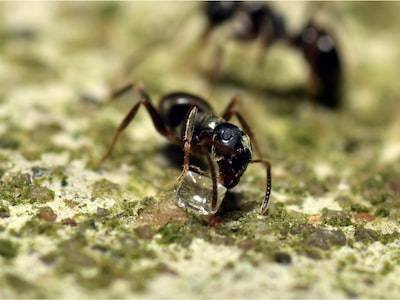 Blank Ants