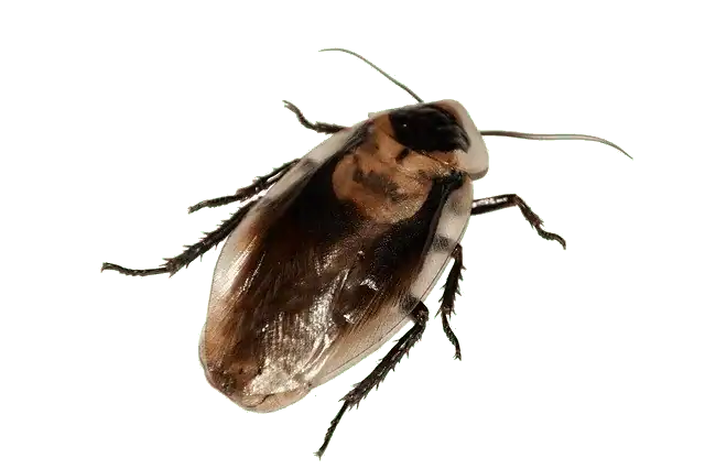 Cockroach