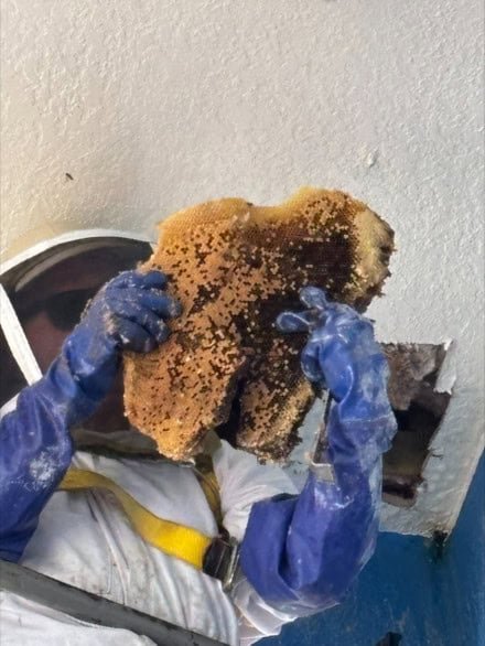 Beekeeper in white protective suit and blue gloves holding a section of natural honeycomb with dark spots, likely bees, extracted from a wall opening during hive removal