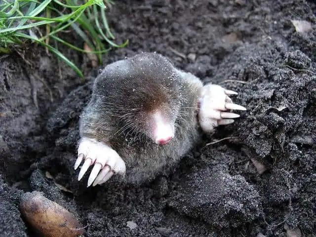 Mole popping out of the ground