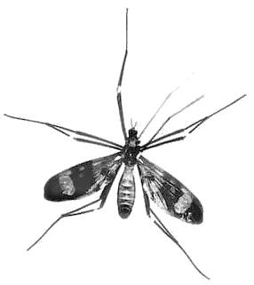 mosquito image