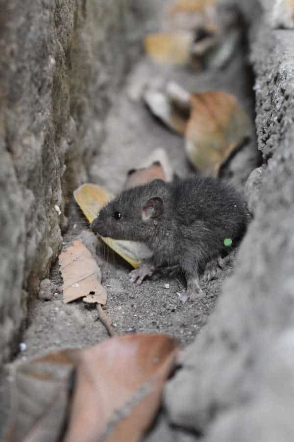 Mouse in the yard