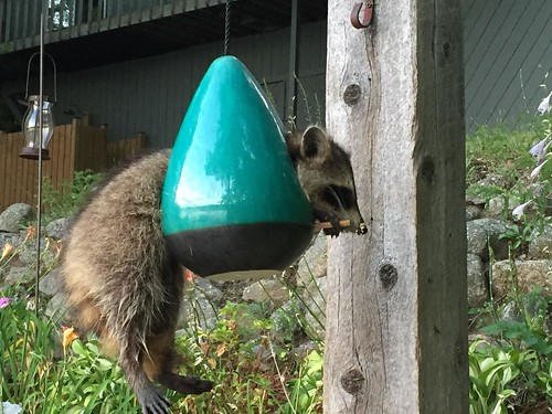 Raccoon hanging in a bird feeder