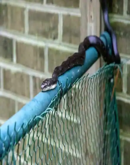 Snake on top of fence
